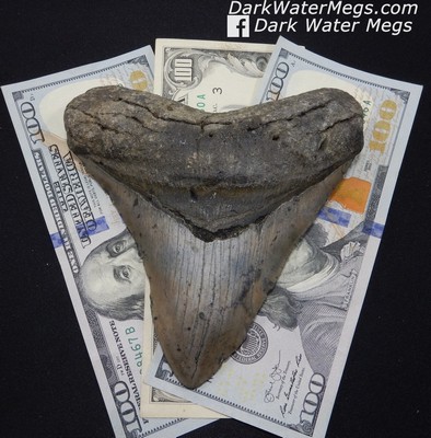 Value megalodon tooth Megalodon Teeth